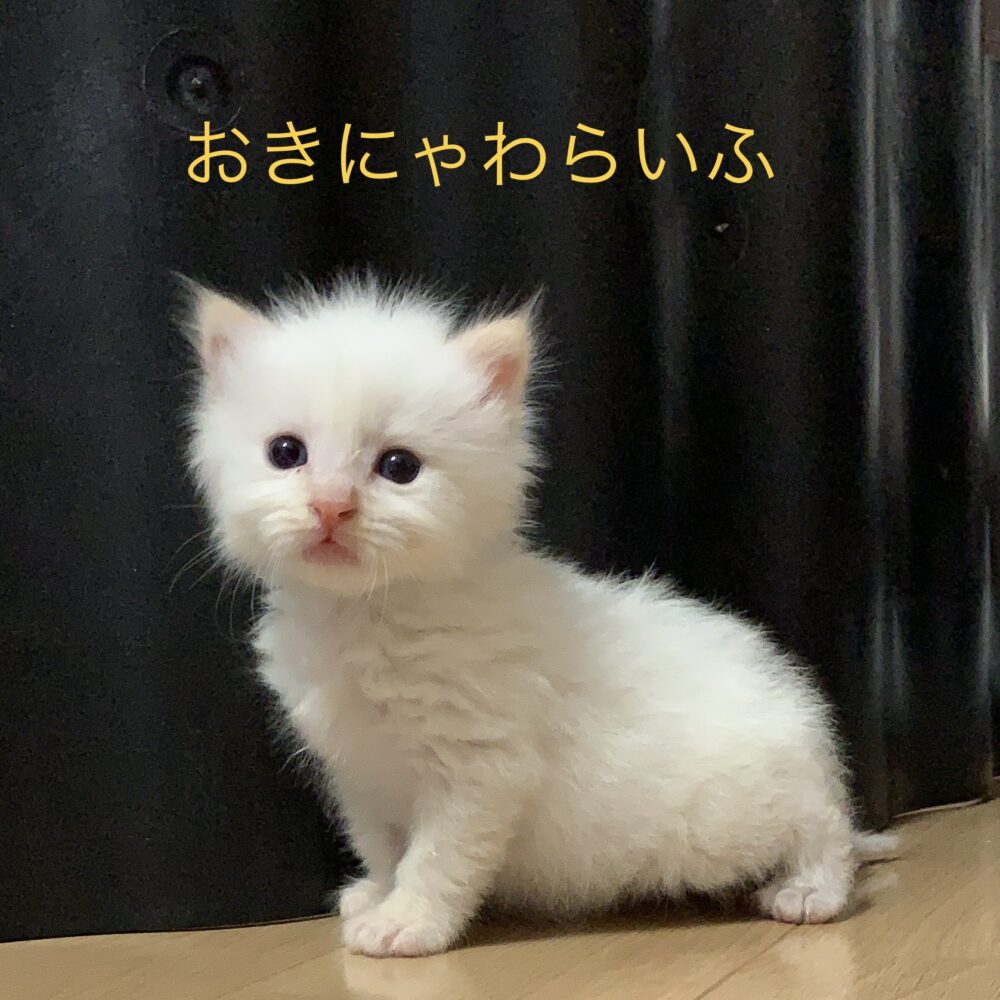 猫用品 | おきにゃわらいふ